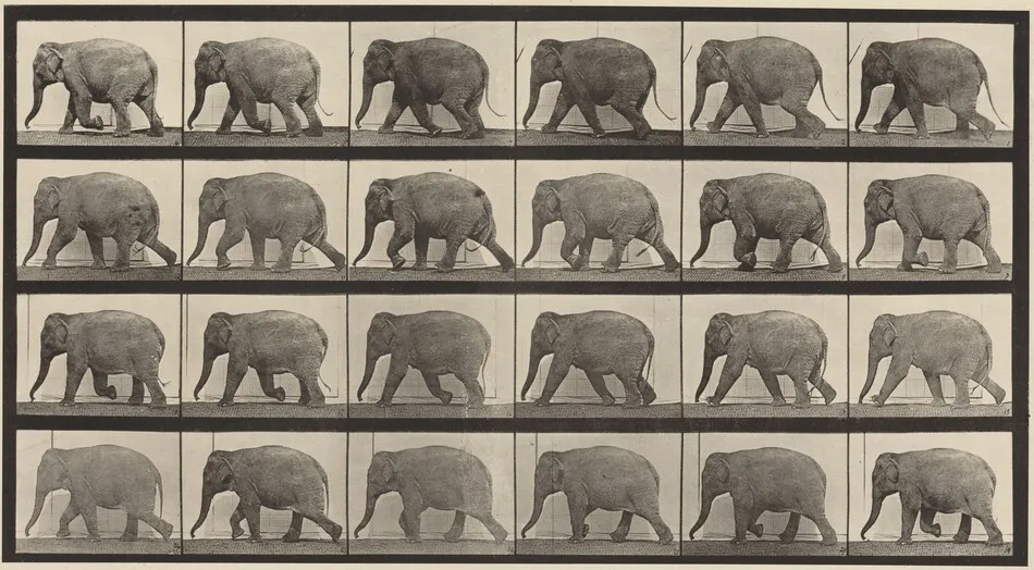 Plate Number 733. Elephant walking by Eadweard Muybridge