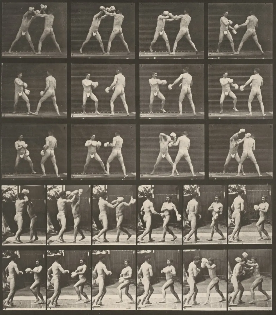 Plate Number 334. Boxing with gloves by Eadweard Muybridge