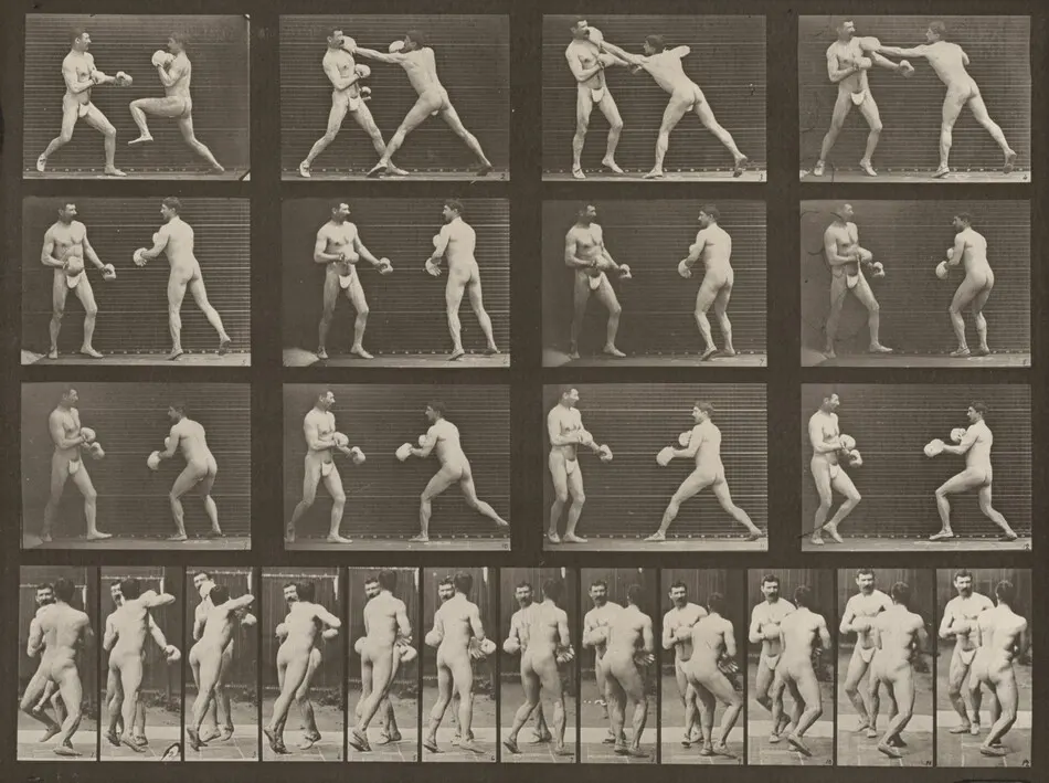 Plate Number 335. Boxing with gloves by Eadweard Muybridge