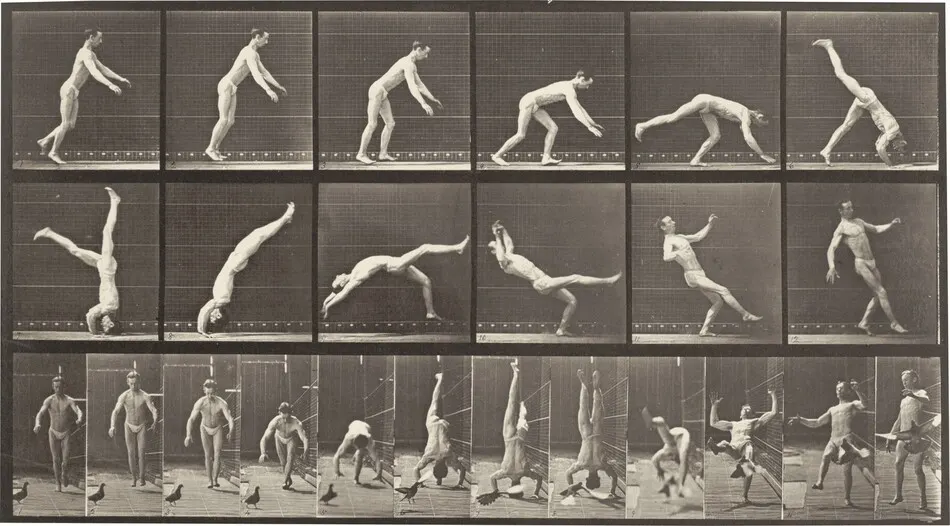 Plate Number 365. Head-spring, a flying pigeon interfering by Eadweard Muybridge