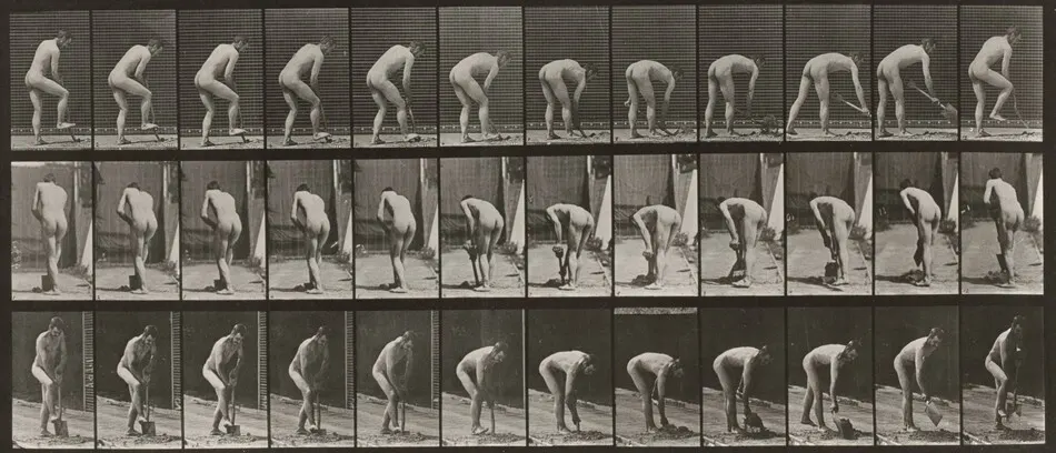 Plate Number 388. Farmer, using a spade by Eadweard Muybridge