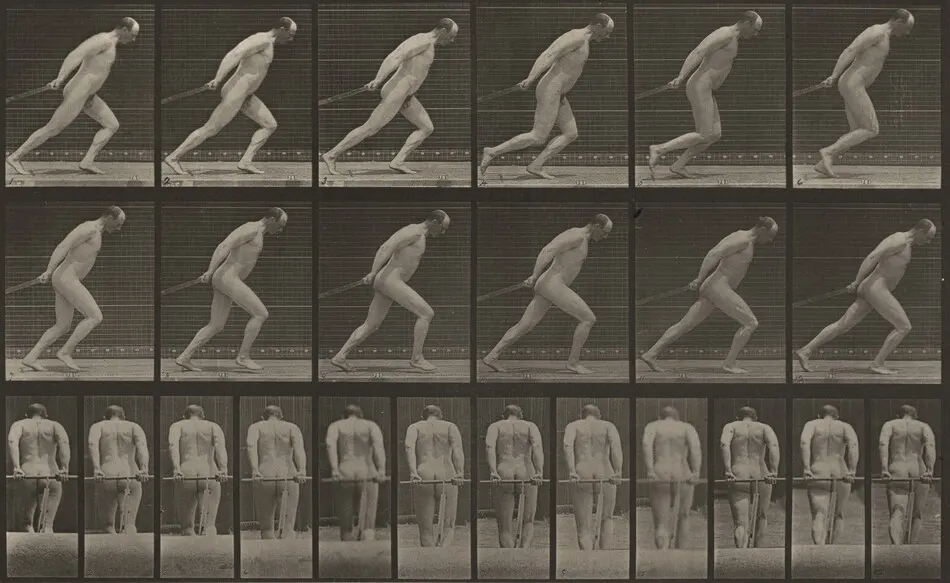 Plate Number 392. Dragging a garden roller by Eadweard Muybridge