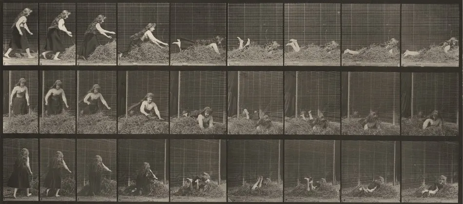 Plate Number 455. Throwing self on a heap of hay by Eadweard Muybridge