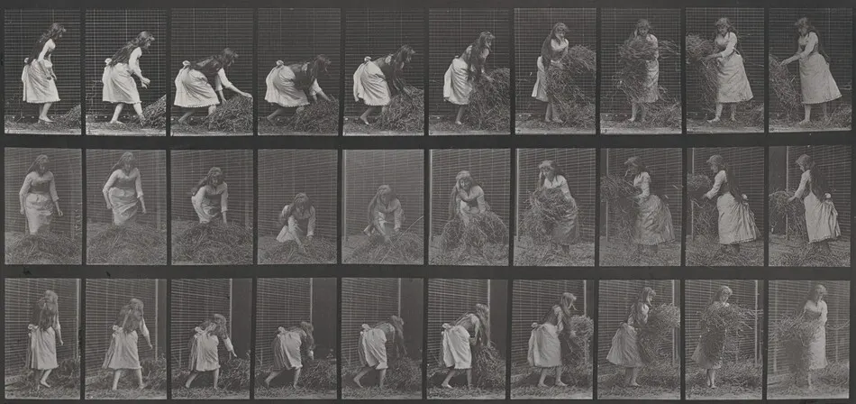 Plate Number 458. Lifting handfuls of hay, turning and throwing it down by Eadweard Muybridge