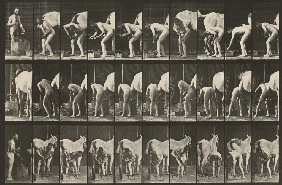 Plate Number 508. Shoeing a horse by Eadweard Muybridge