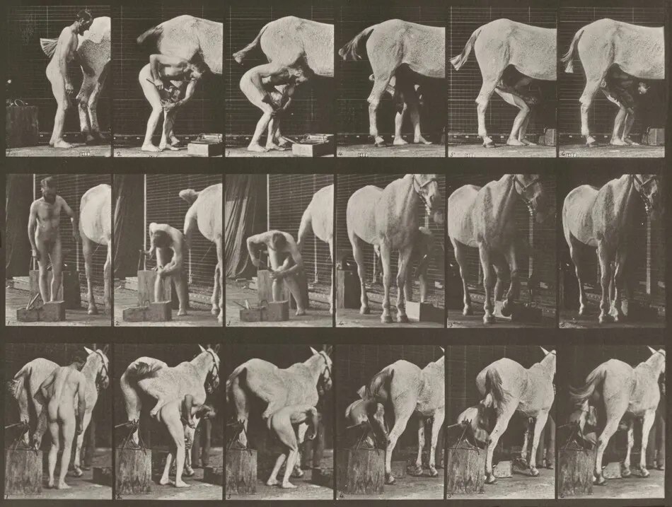 Plate Number 509. Shoeing a horse by Eadweard Muybridge