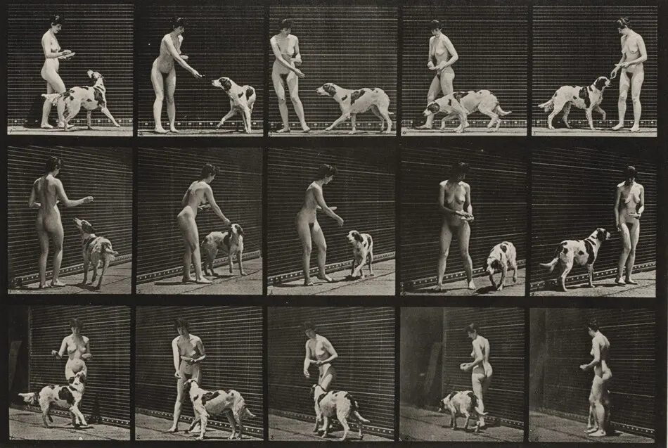 Plate Number 514. Feeding a dog by Eadweard Muybridge
