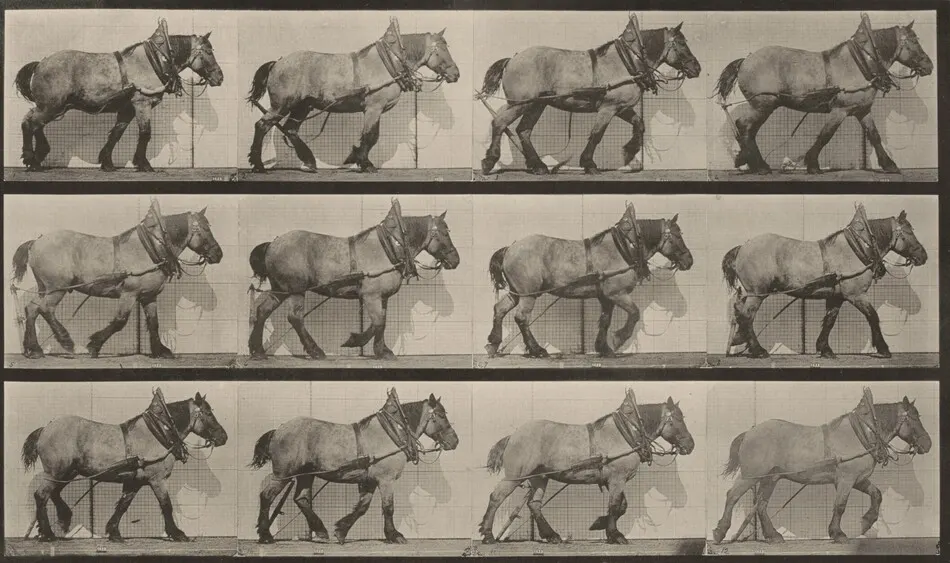 Plate Number 563. "Dusel" hauling, broken log chain by Eadweard Muybridge