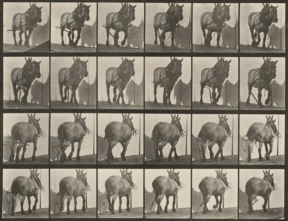 Plate Number 564. "Dusel" hauling, broken log chain by Eadweard Muybridge
