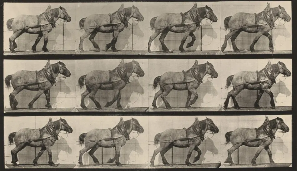 Plate Number 565. "Dusel" hauling by Eadweard Muybridge