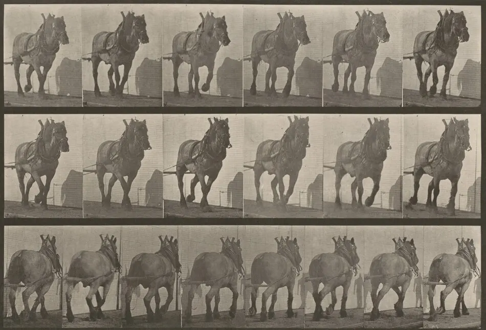 Plate Number 566. "Dusel" hauling by Eadweard Muybridge