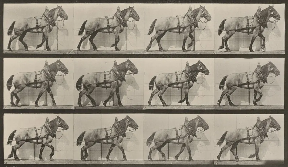 Plate Number 567. "Billy" hauling by Eadweard Muybridge