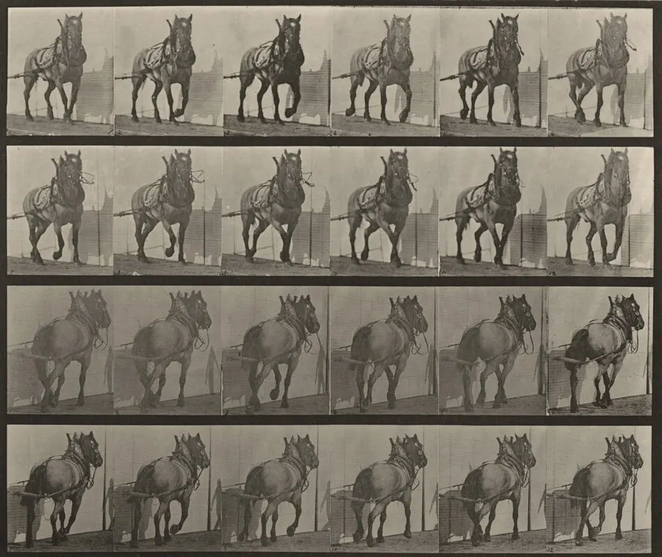 Plate Number 568. "Billy" hauling by Eadweard Muybridge