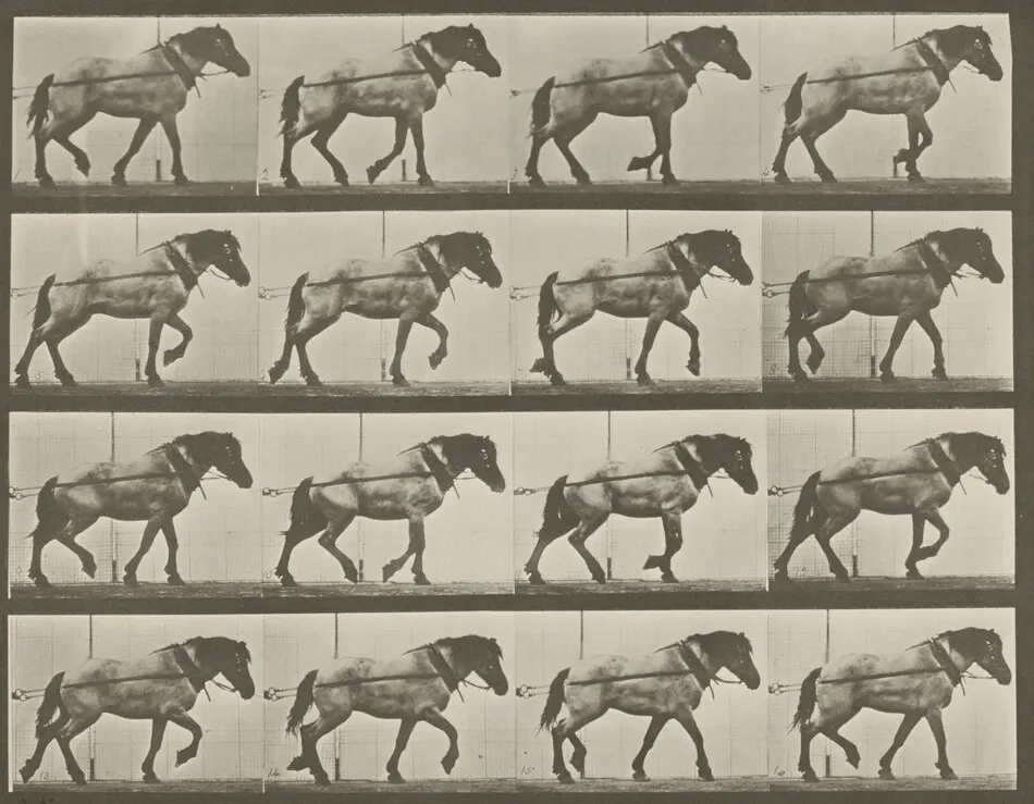 Plate Number 569. "Hansel" hauling by Eadweard Muybridge