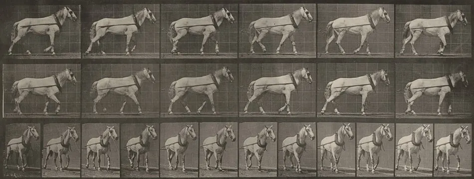 Plate Number 571. "Johnson" hauling by Eadweard Muybridge