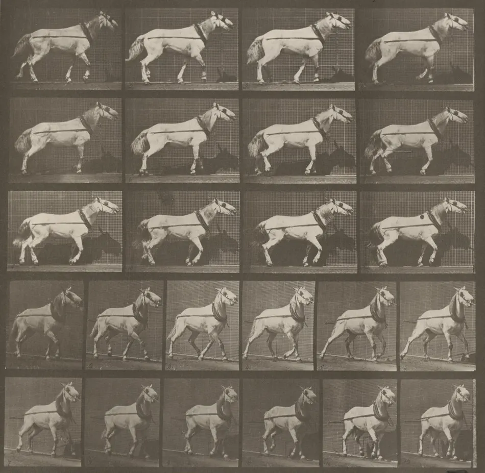 Plate Number 572. "Johnson" hauling, head being pulled by Eadweard Muybridge