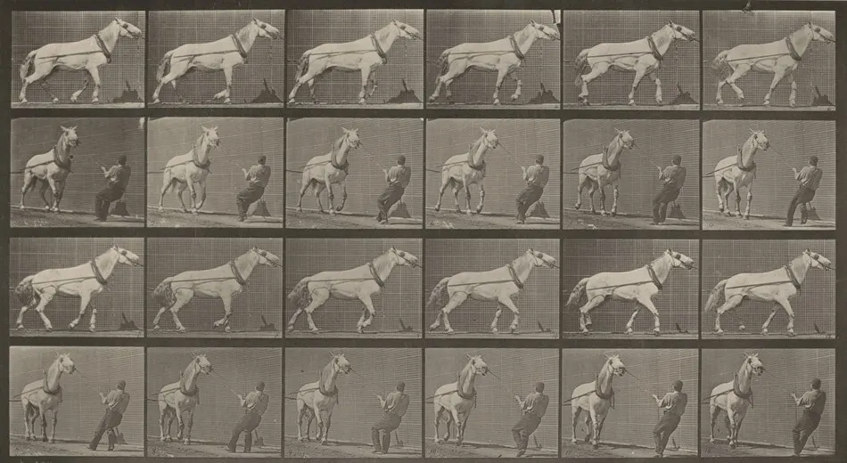 Plate Number 573. "Johnson" hauling, man pulling at head by Eadweard Muybridge