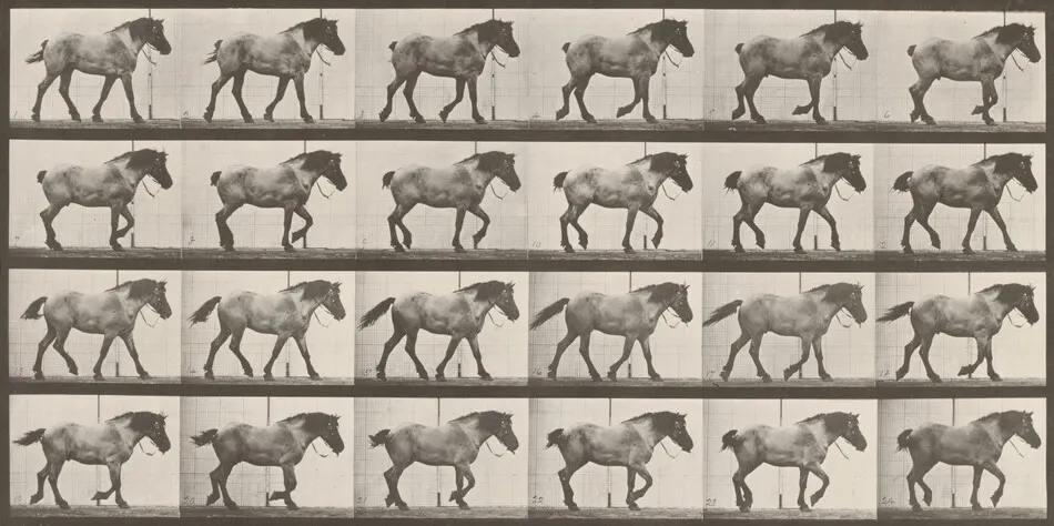 Plate Number 574. "Hansel" walking, free by Eadweard Muybridge