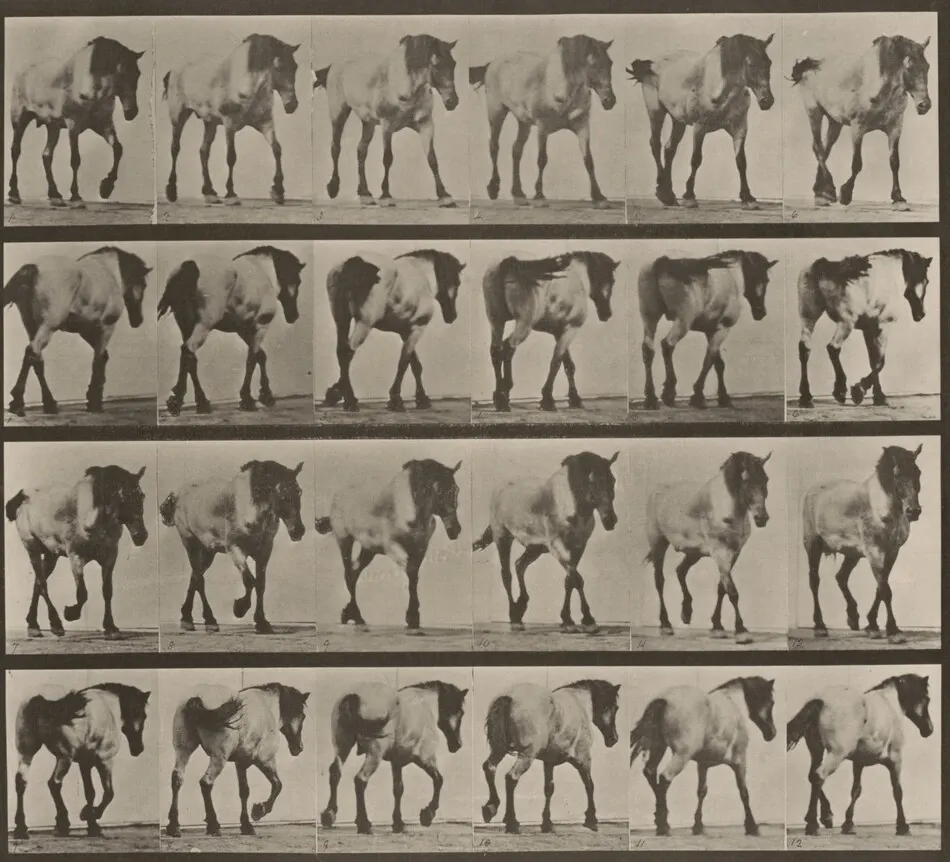 Plate Number 575. "Hansel" walking, free by Eadweard Muybridge