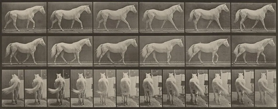 Plate Number 576. "Eagle" walking, free by Eadweard Muybridge