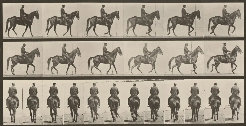 Plate Number 584. "Beauty" walking, saddled, irregular by Eadweard Muybridge
