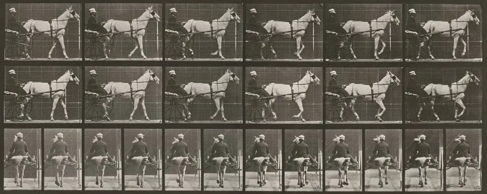 Plate Number 585. "Katydid" walking, harnessed to sulky by Eadweard Muybridge