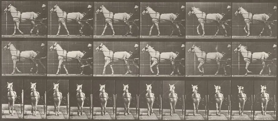Plate Number 586. "Katydid" walking, harnessed to sulky by Eadweard Muybridge