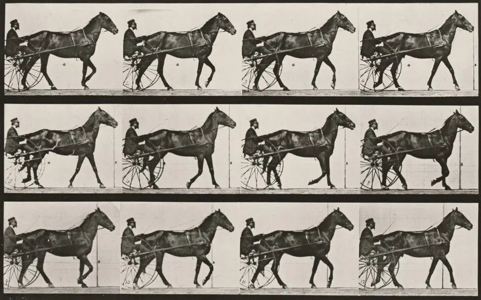 Plate Number 588. "Reuben" walking, harnessed to sulky by Eadweard Muybridge