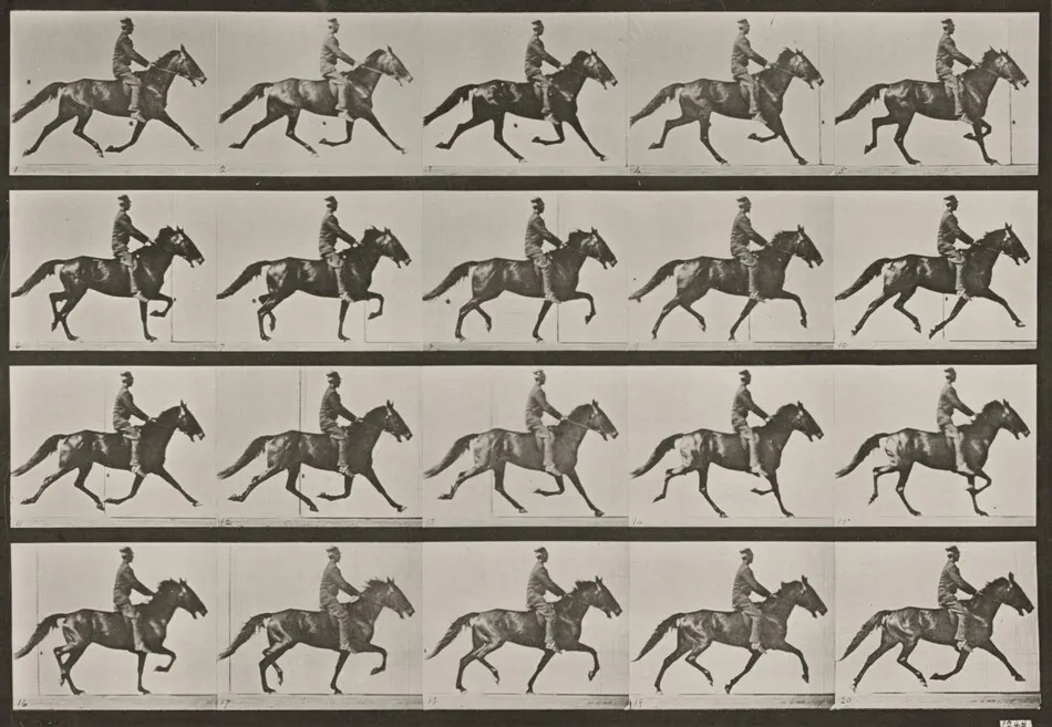 Plate Number 591. "Pronto" pacing, saddled by Eadweard Muybridge
