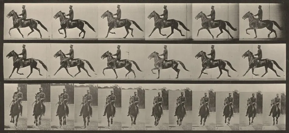 Plate Number 593. "Pronto" pacing, saddled by Eadweard Muybridge
