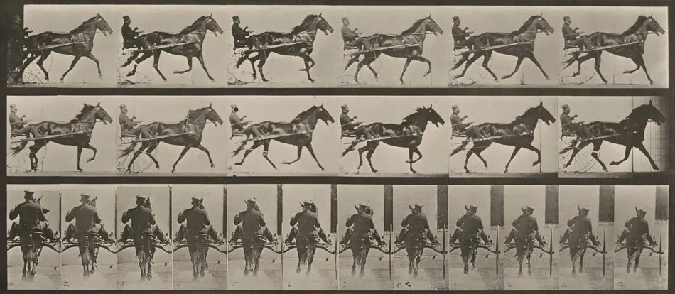 Plate Number 594. "Pronto" pacing, harnessed to sulky by Eadweard Muybridge