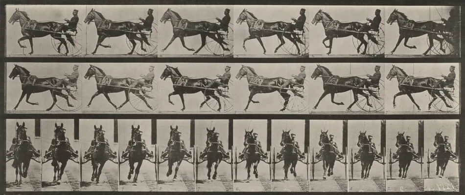 Plate Number 595. "Pronto" pacing, harnessed to sulky by Eadweard Muybridge