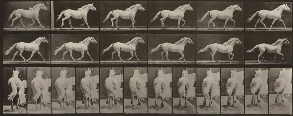 Plate Number 596. "Eagle" trotting, free by Eadweard Muybridge