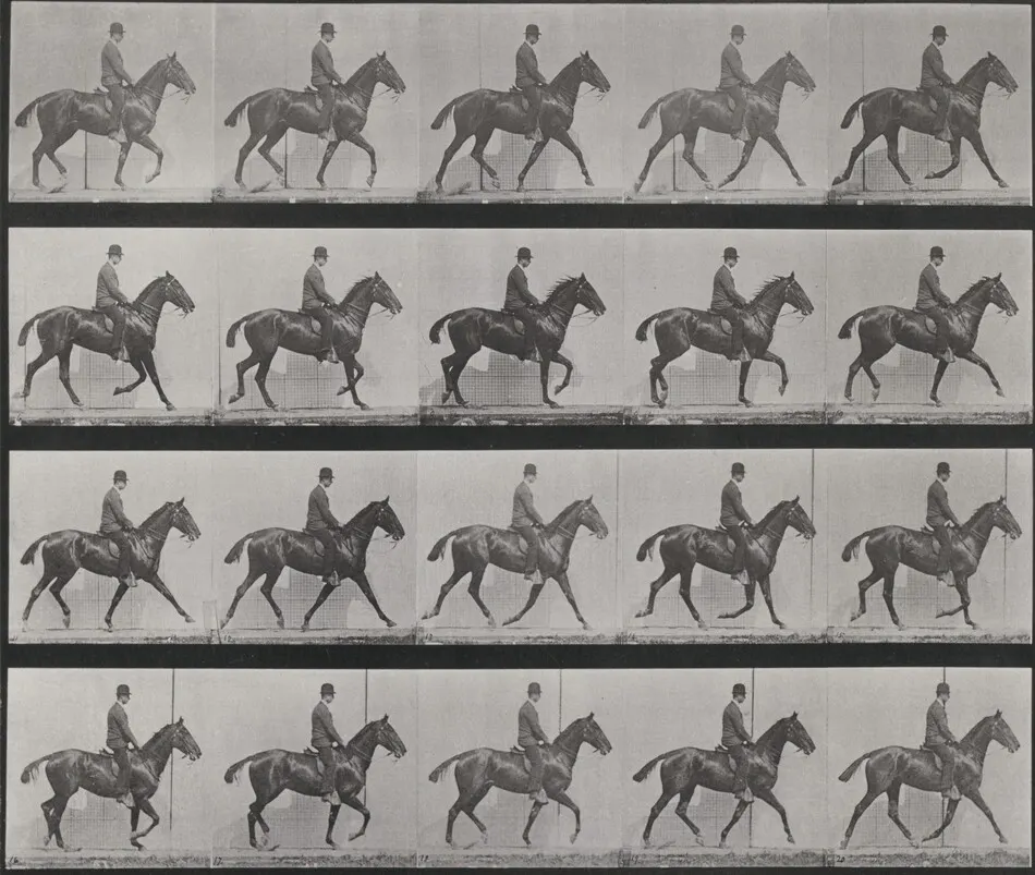 Plate Number 598. "Daisy" trotting, saddled by Eadweard Muybridge