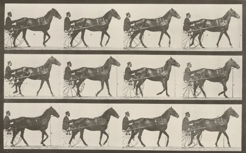Plate Number 605. "Reuben" trotting, harnessed to sulky by Eadweard Muybridge