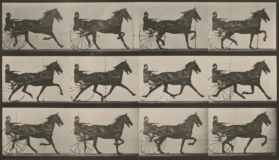 Plate Number 606. "Reuben" trotting, harnessed to sulky by Eadweard Muybridge