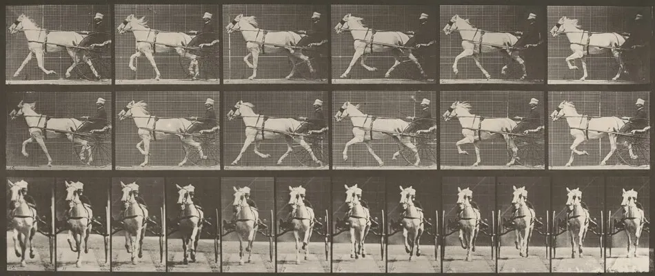 Plate Number 610. "Katydid" trotting, harnessed to sulky by Eadweard Muybridge