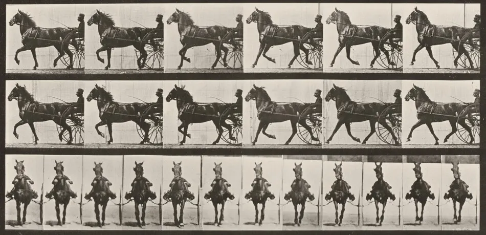 Plate Number 612. "Dercum" trotting, harnessed to sulky by Eadweard Muybridge