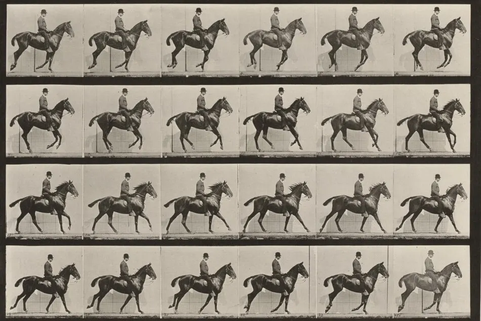 Plate Number 616. "Daisy" cantering, saddled by Eadweard Muybridge