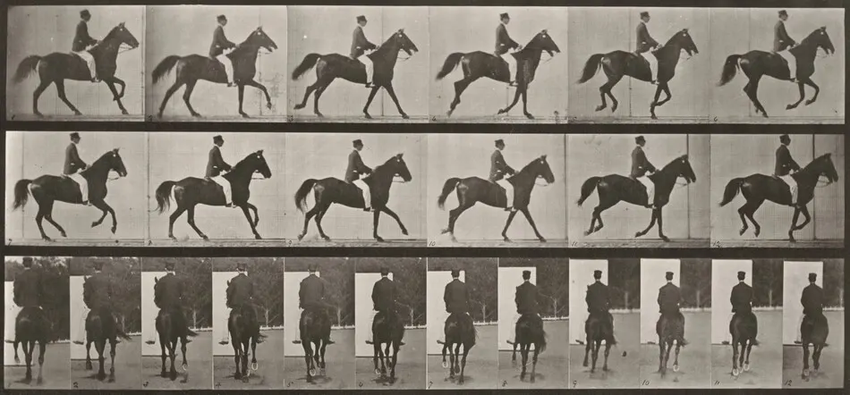 Plate Number 619. "Middleton" cantering, saddled by Eadweard Muybridge