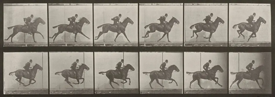Plate Number 624. "Daisy" galloping, saddled by Eadweard Muybridge