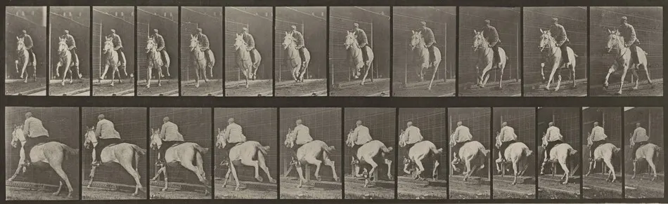 Plate Number 630. "Pandora" galloping, saddled by Eadweard Muybridge
