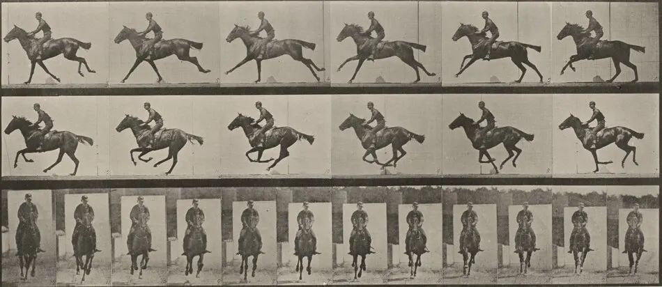 Plate Number 631. "Bouquet" galloping, saddled by Eadweard Muybridge