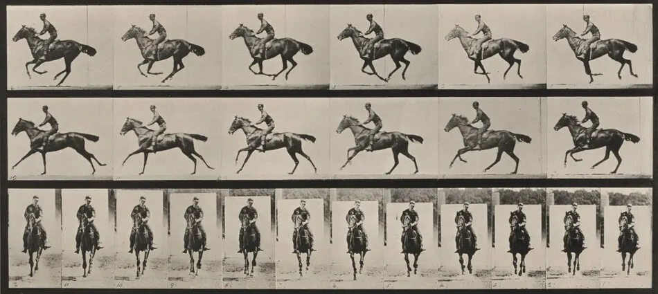 Plate Number 632. "Bouquet" galloping, saddled by Eadweard Muybridge