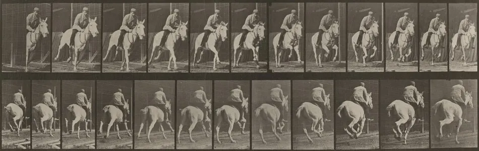 Plate Number 635. "Pandora" galloping, saddled by Eadweard Muybridge