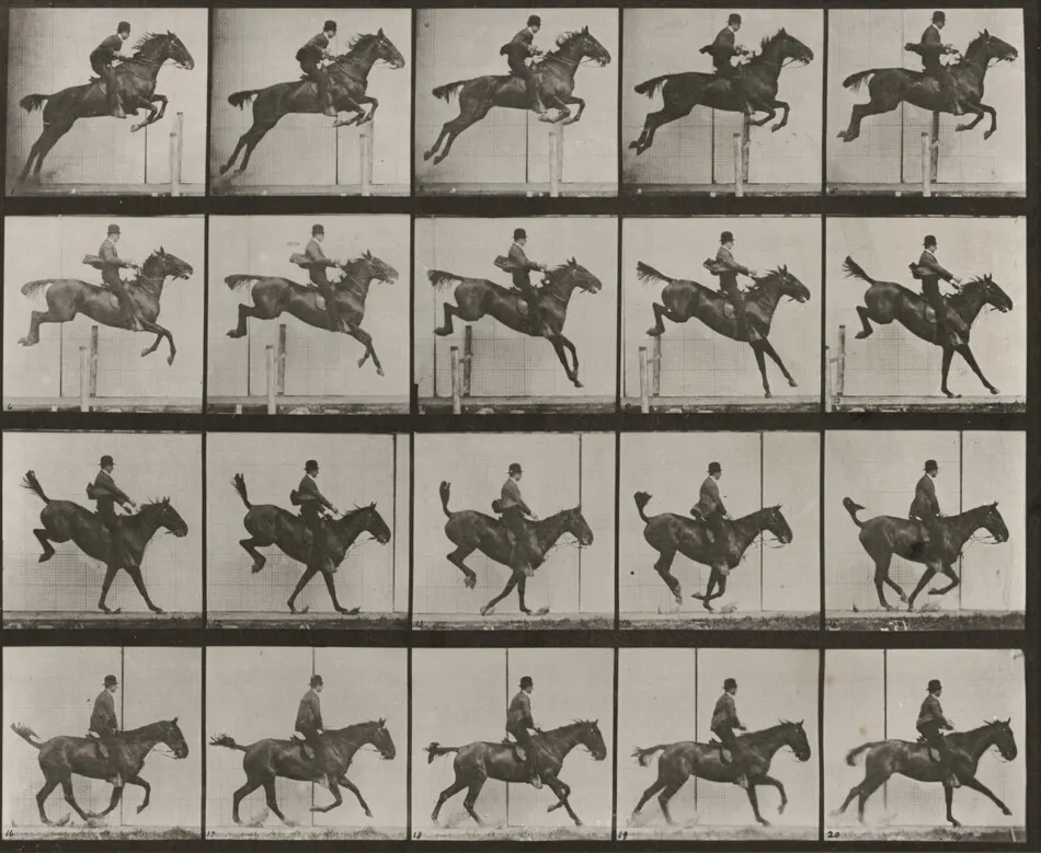 Plate Number 637. "Daisy" jumping a hurdle, saddled, clearing, landing and recovering by Eadweard Muybridge