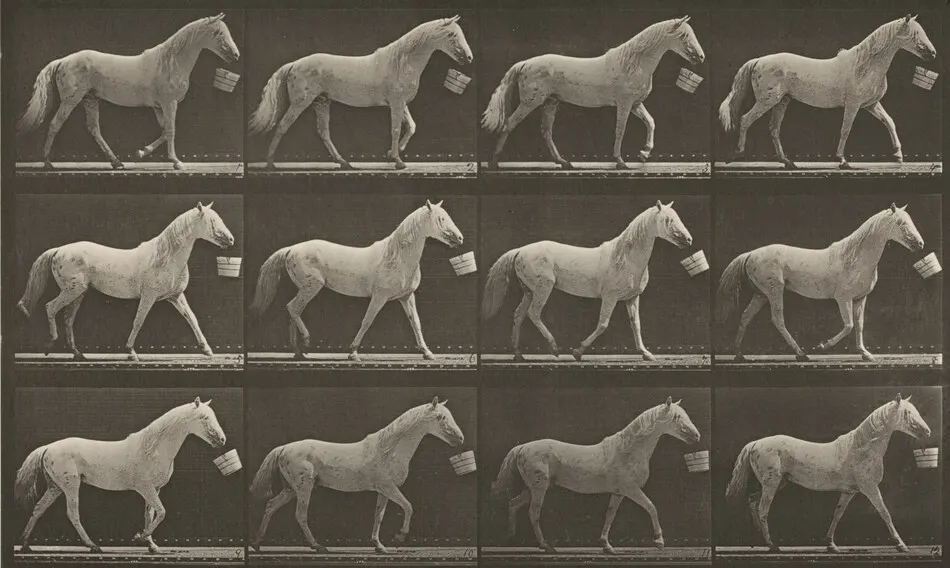 Plate Number 650. "Eagle" walking with a bucket in mouth by Eadweard Muybridge