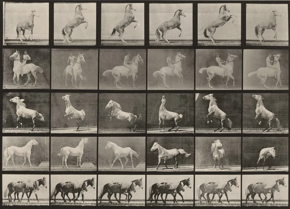 Plate Number 652. Horses rearing, etc. by Eadweard Muybridge