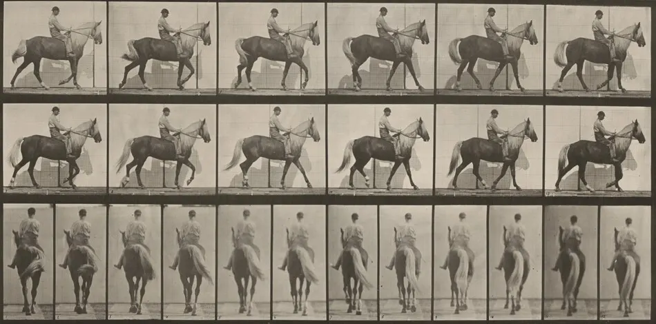 Plate Number 653. "Buckskin" walking, lame right front foot by Eadweard Muybridge