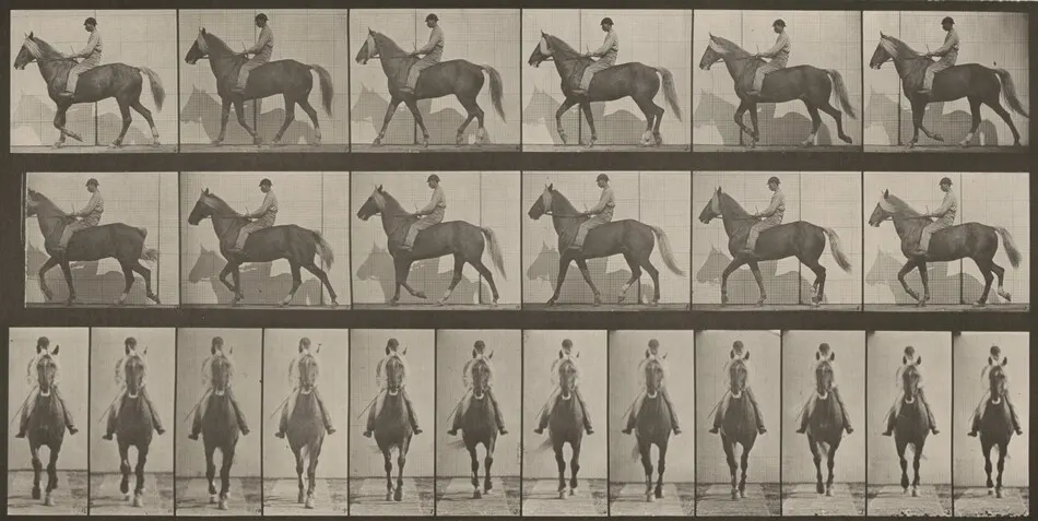 Plate Number 654. "Buckskin" walking, lame right front foot by Eadweard Muybridge